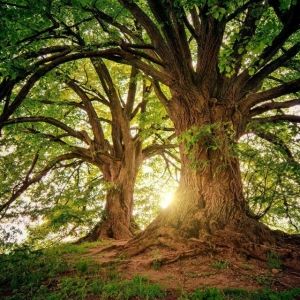 8.600 bomen bespaard